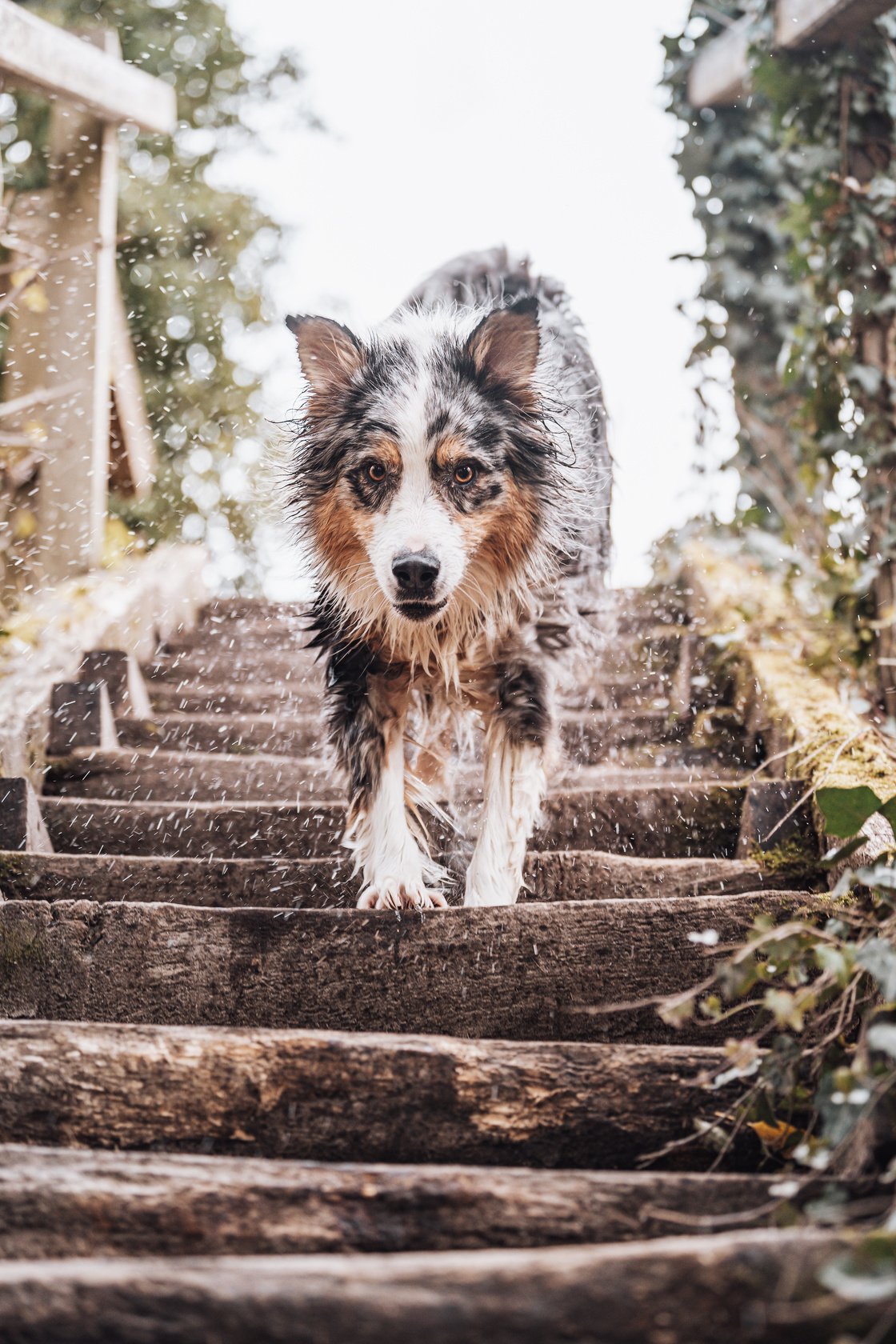 Chien plein d'eau qui descend les escaliers à contrejour. On voit les gouttes d'eau sortir de son poil.  Photo prise dans le nord de la France par Marine Derache photographe.